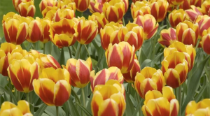 Best UK gardens to visit in spring
